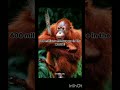 millions of monkey #lizza Official #anime