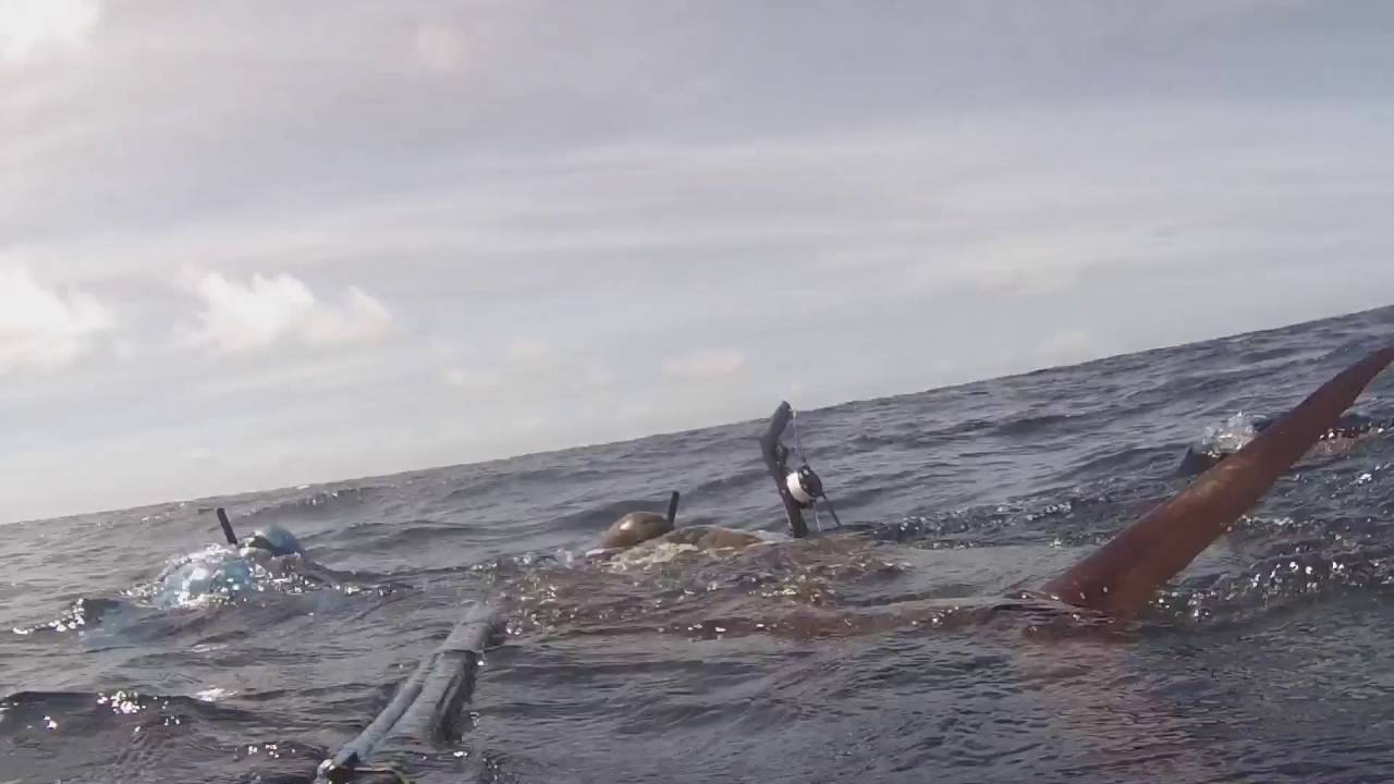Spearfishing Zanzibar 2016 YouTube