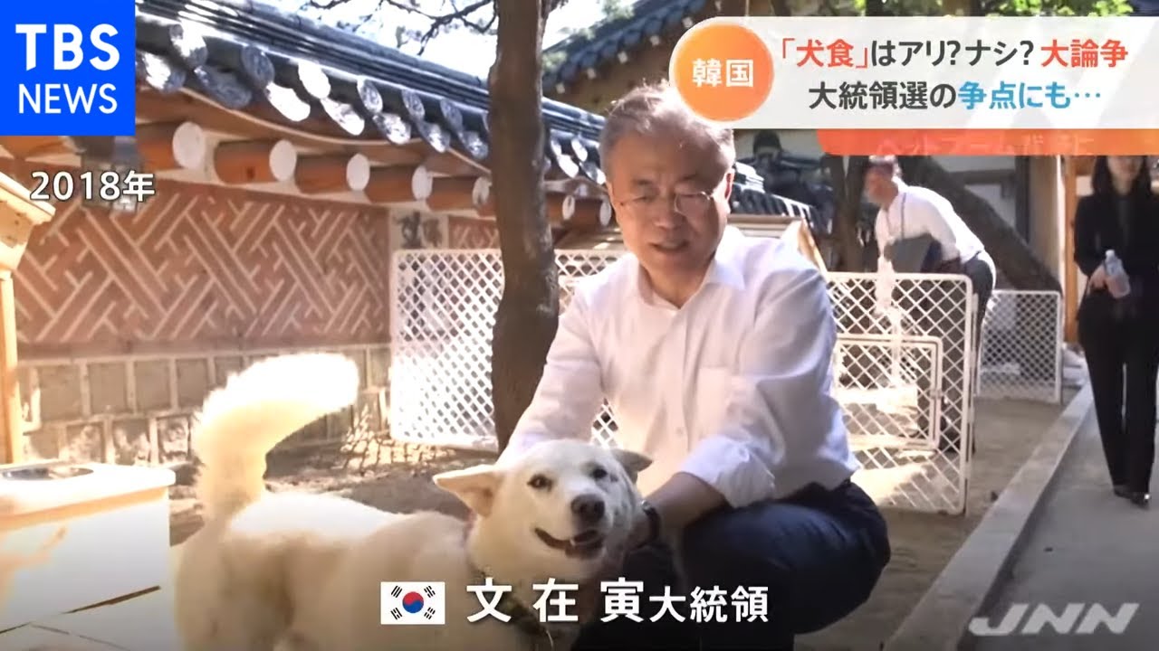 韓国の 犬食 アリ ナシ 食べたことない 人は８４ 論争再燃で大統領選の公約にも Youtube