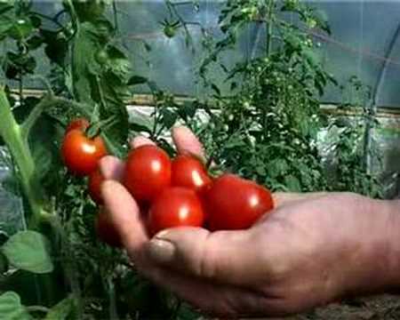 Cornish Voices Organic farming series 3