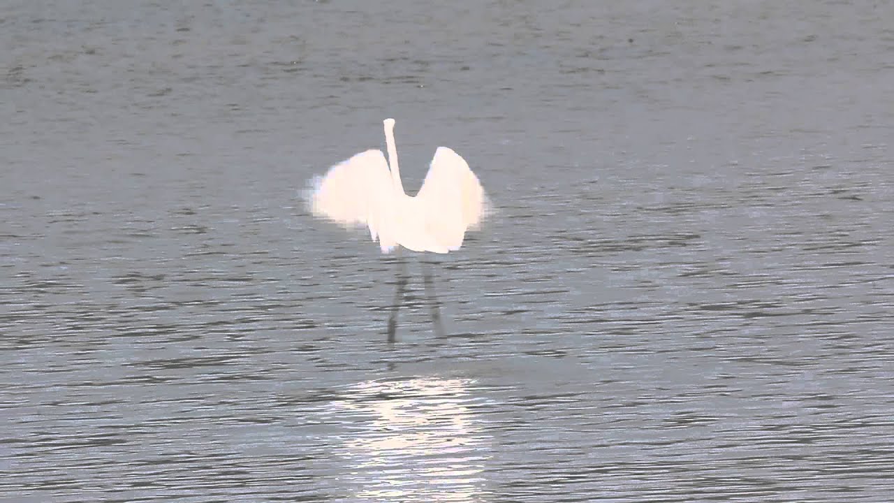 Intermediate egret catching fish, 中白鷺吃魚 