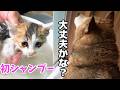 子猫がお風呂に入ると、柴犬がそっと様子を見に来ました