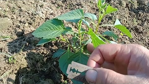 Cắt Ngọn Hoa Thược Dược Cho Hoa Nở Vào Dịp Tết 2024