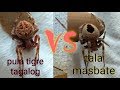 Masbate vs tagalog  tala vs tiger pula