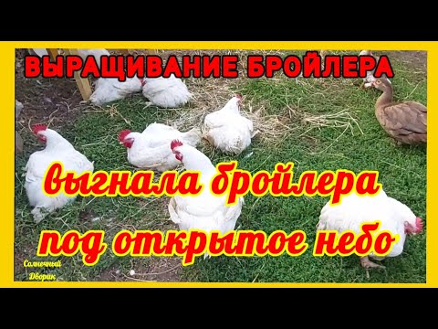 Кормление бройлеров мешанкой / При глистогонку Тетрамозолом 10%/ Обработка загона после глистогонки
