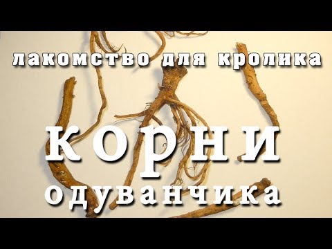 Сушим корни одуванчика - Лакомство для кролика (трава, dandelion root)