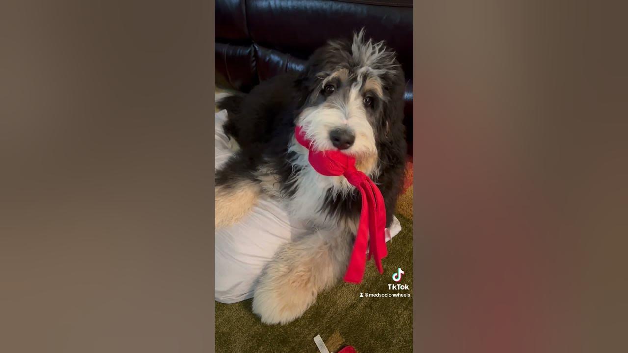 puppy-sprained-ankle-weekend-watching-golf-bernedoodle-doglife