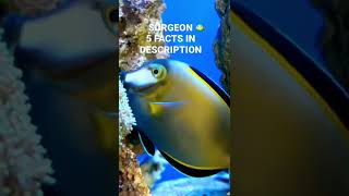 Two Surgeon Fish Playing