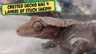 Crested Gecko Has 4 Layers of stuck Shed!!! Its Water Test Day Will It Hold  (Snake Island Exotics)