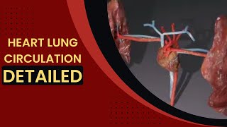 heart lung circulation 3d model - circulatory system | lung pulmonary circulation I