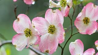 Pink Dogwood Trees - DJI mini 3 Pro