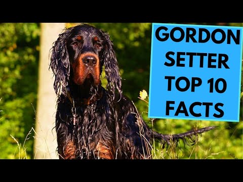 วีดีโอ: Gordon Setter Dog Breed Hypoallergenic สุขภาพและอายุขัย