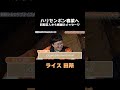 「蒲田で同期自慢」売れてくれてありがとうby蒲田を愛する男・ライス田所【東京NSC9期サプライズキャンプ】 #ハピキャン #ハリセンボン #東京NSC9期 #ゆったり感
