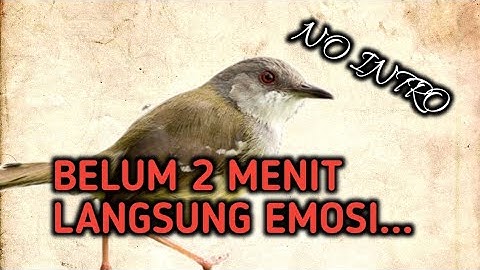 gak Sampek 2 menit burung ciblek mana pun langsung emosi tinggi...