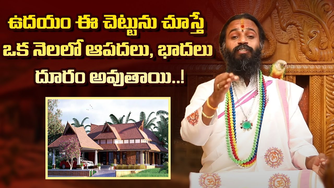 ఉదయం ఈ చెట్టును చూస్తే ఒక నెలలో ఆపదలు, భాదలు దూరం అవుతాయి..! 