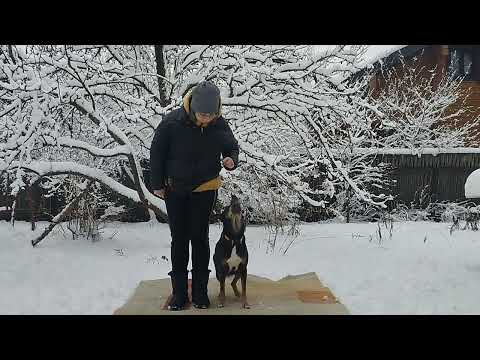 Маркер «ДА». Гретта, метис, 6 л.