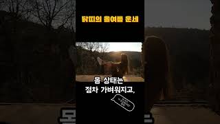 닭띠의 올여름 운세는? #띠궁합 #운세 #오늘의운세 #띠별운세 #띠별궁합 #띠운세 #궁합보기 #띠별해석 #궁합테스트 #지식 #결혼운 #동물 #오늘의운세
