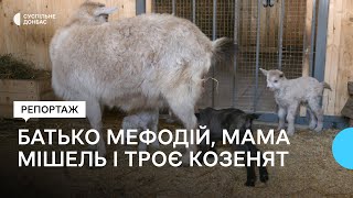 У контактному зоопарку Слов'янська народилися троє альпійських козенят