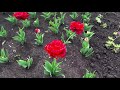 Тюльпаны Белогорья. Парк Победы, 2 мая и карантин.