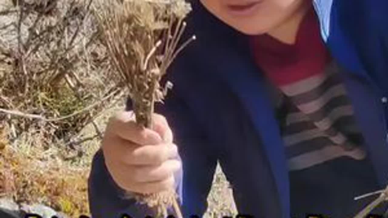 川西高原上纯野生藏当归籽已经成熟了，来到海拔四千多米的山上采种子，收获满满，你只要种一点点，来年你吃都吃不完。