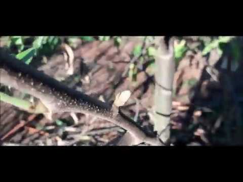 Vídeo: Cuidado Da Groselha No Outono: Preparação Para O Inverno. Como Tratar Os Arbustos Do Oídio E Como Cobri-los? Como Fazer Alimentação De Outono?