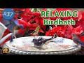 BirdBath Video for Pets and People Enjoy with Water Fountain and Bird Sounds #CatTV