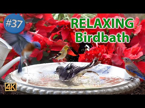 Making a Concrete Bird Bath - DIY Birdbath