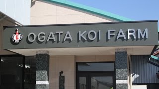 Ogata koi Farm in video