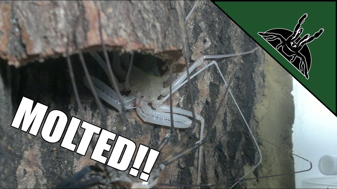 sheet bend Freshly molted Tailless whip scorpion | Damon diadema
