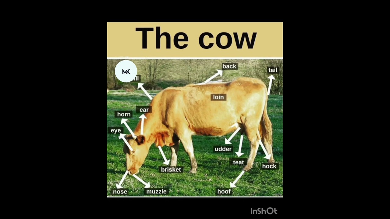 Vocabulary For The Cow 