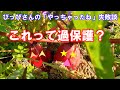 【ぴっぴさんの赤ちゃんとのお部屋】テーマは過保護・ぴっぴさんの「やっちゃったね」失敗談（第33回）