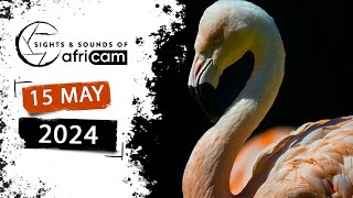 Sights and Sounds of Africam - 15 May 2024