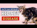 Kidney Disease In Cats: Top Holistic Remedies