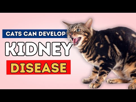 Kidney Disease In Cats: Top Holistic Remedies