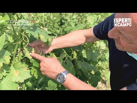 Video: Pesena Peronospora