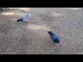 Palomo egoista avaricioso expulsa a otras palomas para comer solo