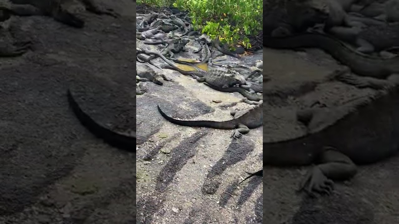 Marine iguanas on Fernandina Island, Galapagos Islands