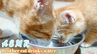 【ASMR】茶トラ兄弟猫が美味しそうにゴクゴク水を飲む動画   Brother cat drinks water  Protective cats and kittens by Lucky Time 7,184 views 3 years ago 3 minutes, 5 seconds