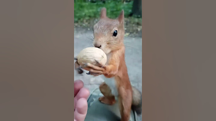 Ушастик вскрывает грецкие орехи быстрее, чем я / Squirrel opens walnuts faster than I do