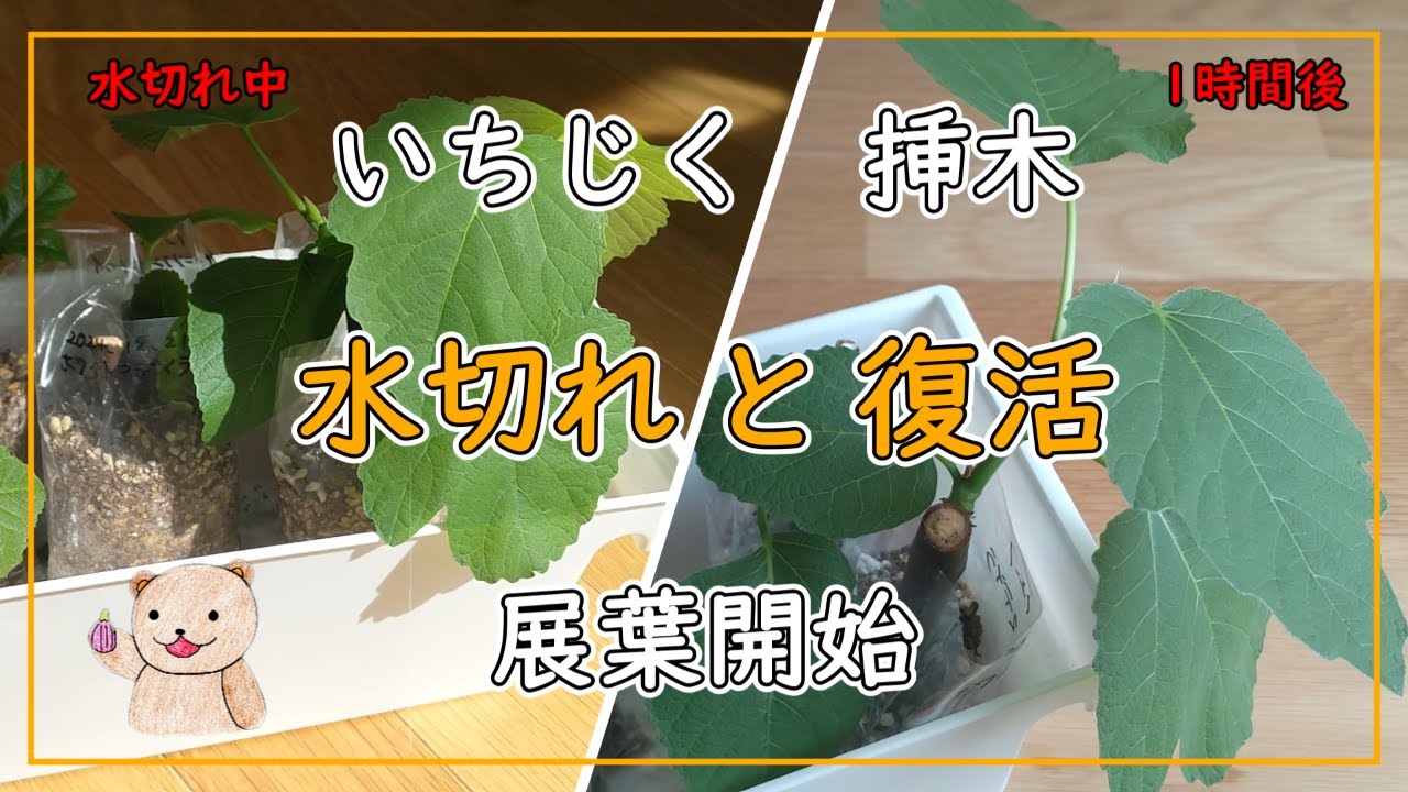 いちじく】挿し木苗の水切れと復活！ 鉢植えは展葉開始！ - YouTube