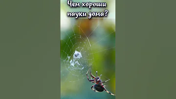 Чем хороши пауки дома? #shorts