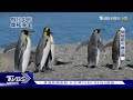 全球暖化！海冰消退  恐危及企鵝生態｜融化中的南極淨土｜TVBS新聞 @TVBSNEWS01