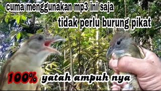 suara pikat burung kapas tembak ‼️ mp3 pikat paling ampuh 2023