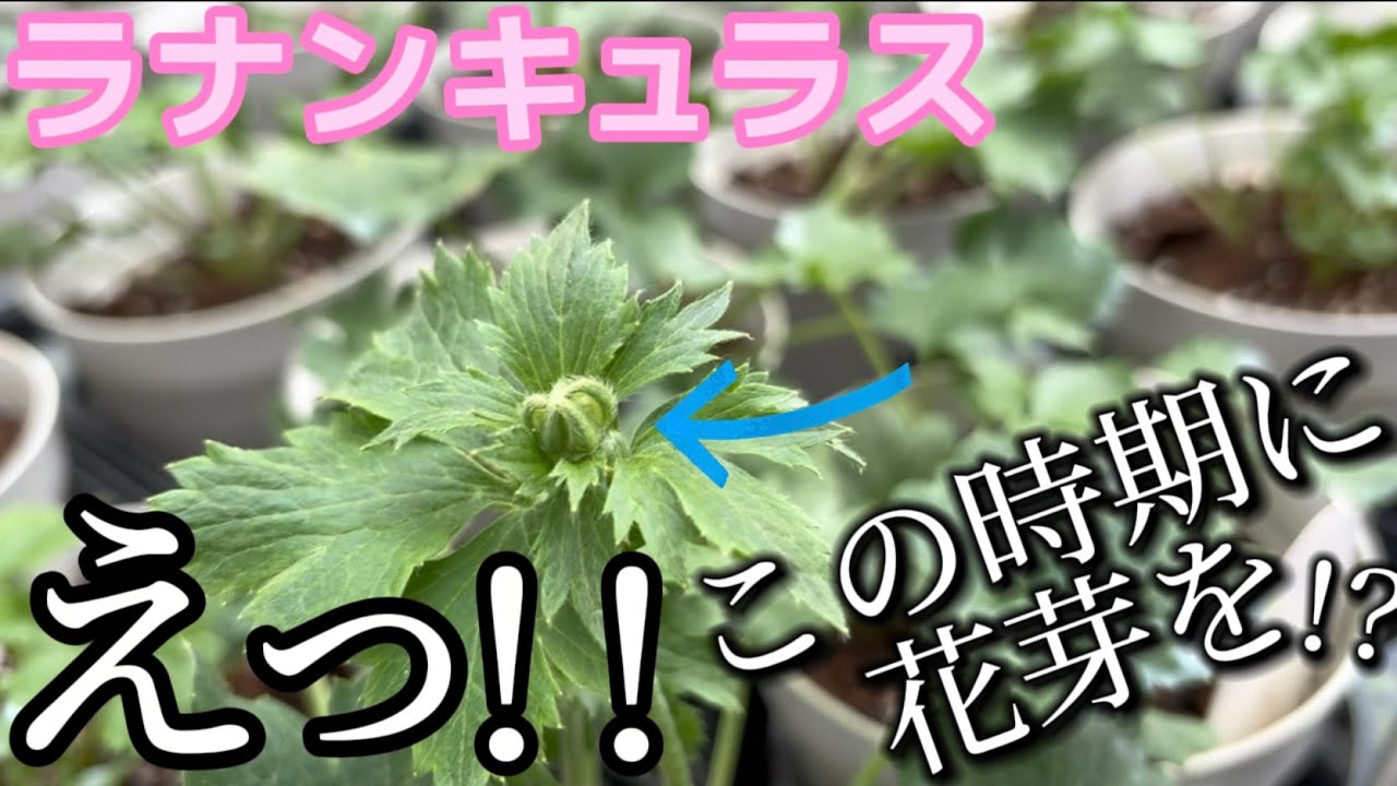hq720.jpg?sqp=-