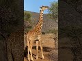 Giraffe’s lunch #giraffe #africanwildlife #safari #conservation #savannah #flashtourusa