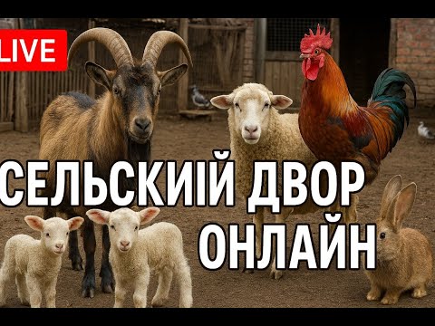 Сельский двор онлайн 🐐🐓 Живой стрим из зоопарка!