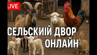 Сельский двор онлайн 🐐🐓 Живой стрим из зоопарка!
