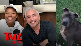 Cesar Millans Pit Bull Allegedly Killed Queen Latifahs Dog, Then Covered It Up Tmz Tv