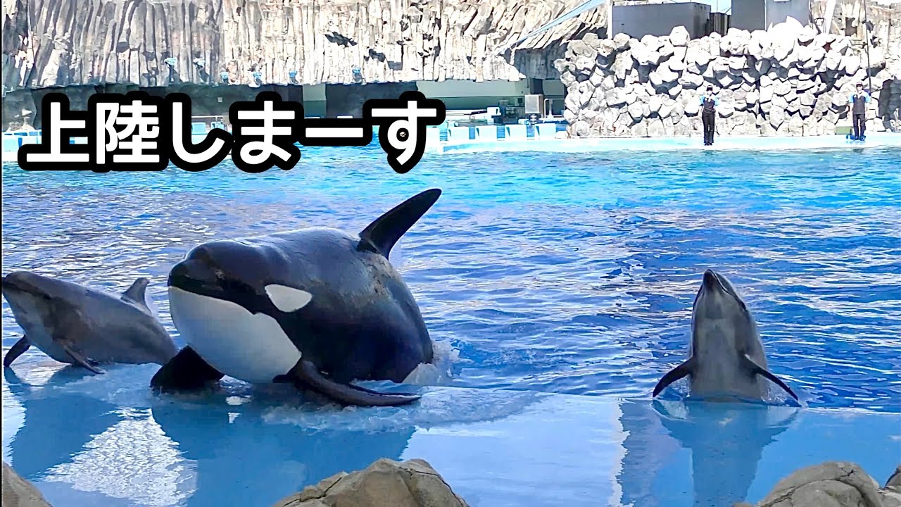 Lynn the Orca comes ashore with the dolphins [Port of Nagoya