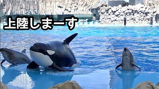 Lynn the Orca comes ashore with the dolphins [Port of Nagoya